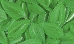 Hostieblaadjes - Muntblaadjes groen 1000st voor decoratie