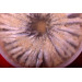 Filets d'anchois marinés a l'ail 1000gr