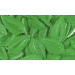 Feuilles de menthe vert hostie 1000pc pour decoration