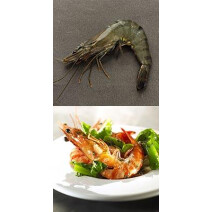 Gamba 16/20 1x1kg Blacktiger HOSO giant shrimp with head