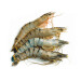 Gamba 13/15 1kg Blacktiger HOSO giant shrimp with head