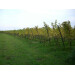 Kerner / Chardonnay 75cl Winery Monteberg Dranouter