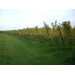 Belgian Sparkling Wine Brut 75cl Winery Monteberg Dranouter 