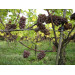 Rosé Dornfelder 75cl Winery Monteberg Dranouter (Wijnen)